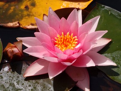Water nature plant