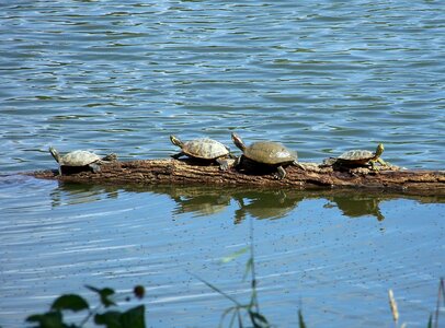 Wildlife reptile water photo