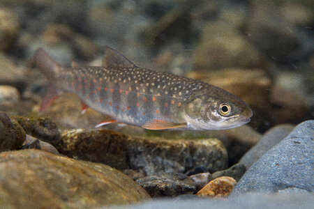 Dolly Varden-3