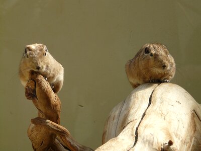 Mammal animal fauna