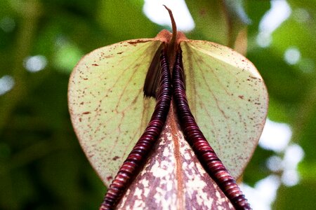Flowering plant pitcher plant nepenthes photo