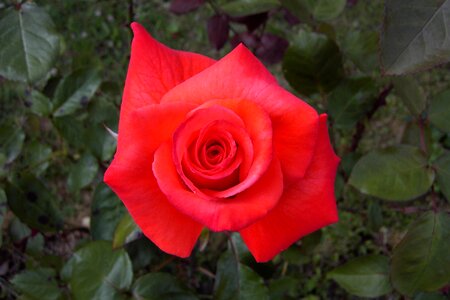 Red rose love photo