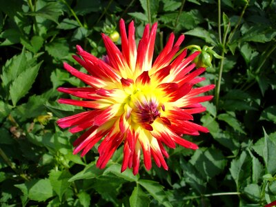 Bloom red dahlias