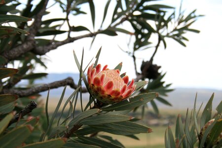 Indigenous protea dark pink