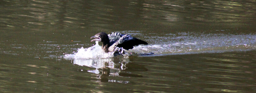 Duck Swimming Fast