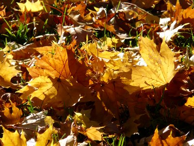 Leaves autumn autumn forest photo