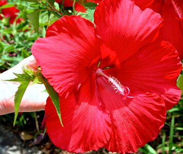 Beautiful beautiful flowers bloom
