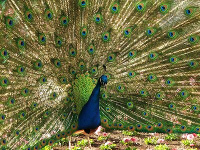 Pen tom fauna
