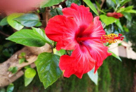 Bright red flower of hibiscus photo