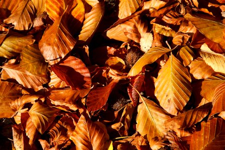 Brown color fall