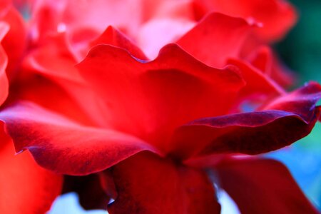 Beautiful Flowers bloom blooming