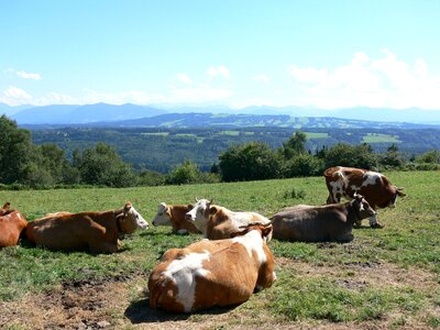 Cattle land cow