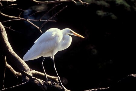 Bird bouquet egret
