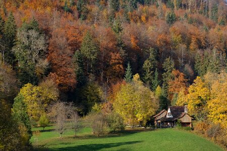 Trees autumn fall photo