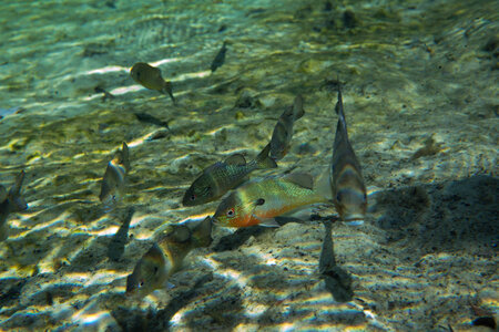 Redbreast Sunfish school with other species of sunfish