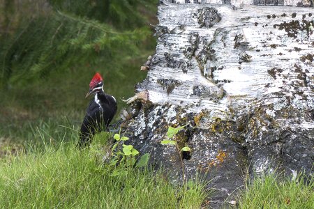 Animal nature bird