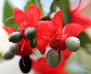 Beautiful beautiful flowers berry photo