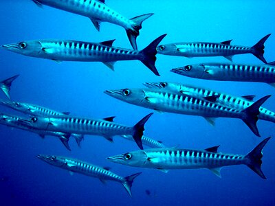 Meeresbewohner underwater world exotic