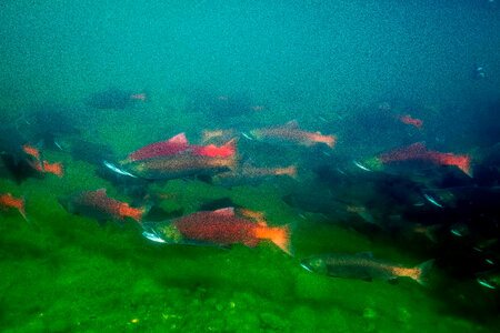  Sockeye Salmon-2