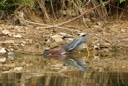 Green Heron Diving for Fish