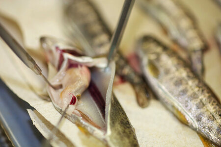 Lower Columbia River Fish Health Center laboratory fish sampling-1 photo