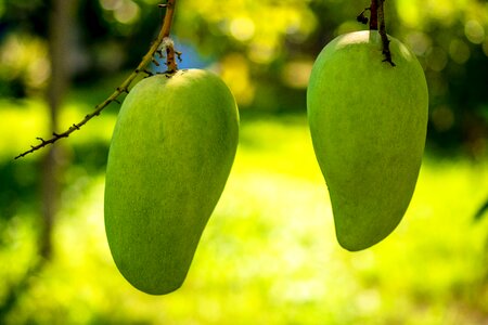 Fruits fruit green mango photo