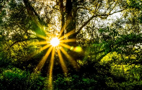 Zen sunflare sunburst