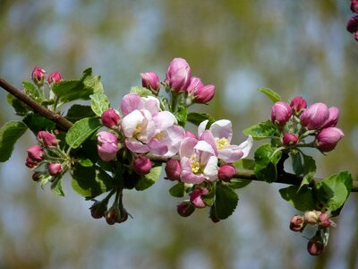 Spring apple blossom apple tree
