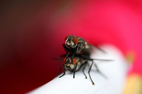 Fly lovers pair