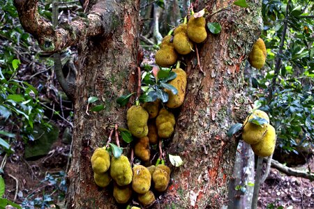 Tropical sweet jackfruit photo