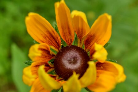 Brown pistil herb photo