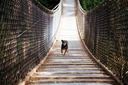 Dog Runs Across Bridge photo