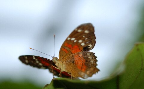 Butterflies insect animal photo