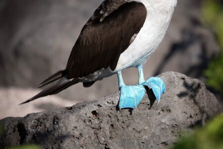 Blue Footed Booby Feet photo