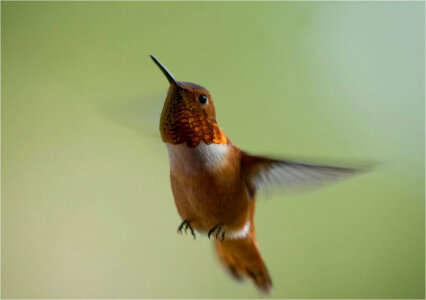 Rufous hummingbird male photo