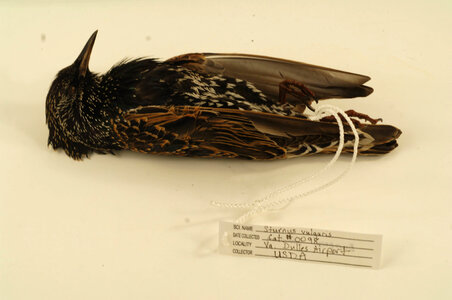 Sturnus vulgaris