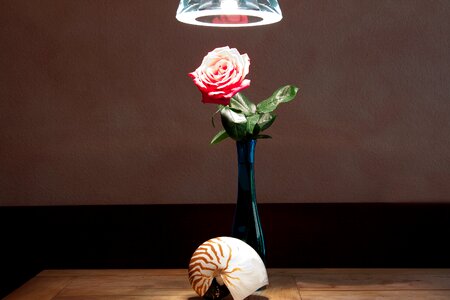 Table rose pendant lamp