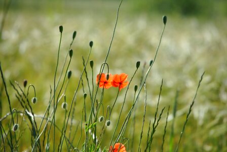 Wild plant plant flora