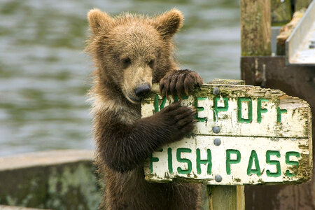 Bear chewing on the sign photo