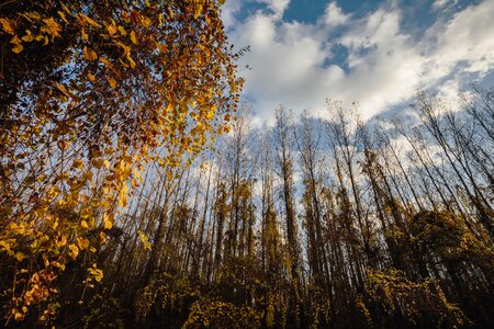 Willow forest poplar photo