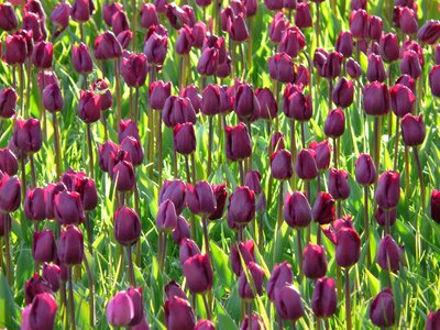 Dark purple purple closed