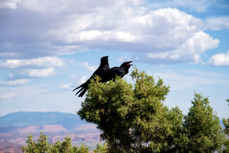 Two Crows on the Pine Trees