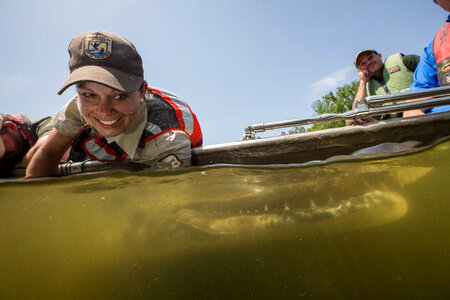 Alligator gar-2 photo