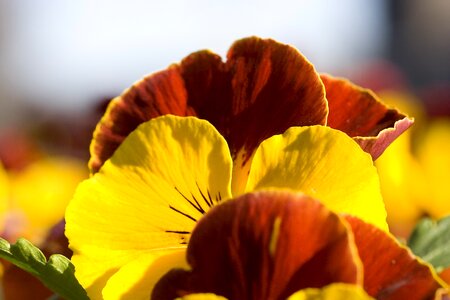 Meadow garden bloom photo