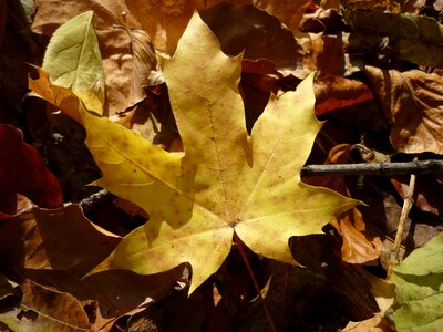Autumn nature avar