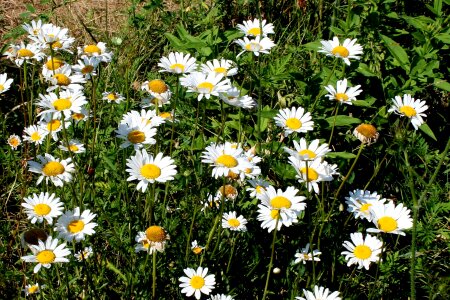 Plants natural blossom