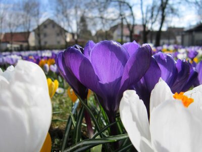 Beautiful Flowers bloom blooming