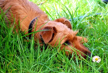 Animal daisy dog