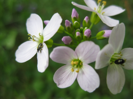 Nature insect spring flower