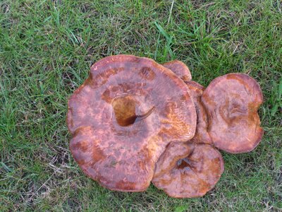 Fungi brown grass photo